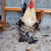 تخم نطفه دار و جوجه امپراطور پاپر