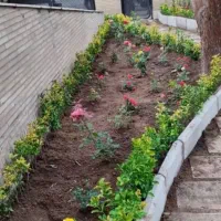 خدمات باغبانی ودرخت کاری کودهی هرسکاری|خدمات باغبانی و درختکاری|پردیس, فاز ۴|دیوار