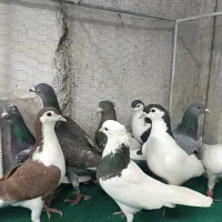 کزر|پرنده|مشهد, چهاربرج|دیوار