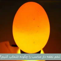 تخم نطفه دار امروک