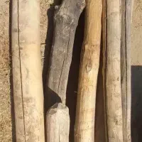 چنار