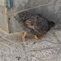 طاقچه ویاندوت وایت بوف جی اس جی|حیوانات مزرعه|مشهد, ویلاشهر|دیوار