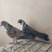 نر و ماده پرشی|پرنده|قم, آزادگان|دیوار