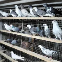 کبوتر جوجه پرشی