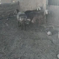 سه عدد بره نر|حیوانات مزرعه|تربت جام, جامرود|دیوار