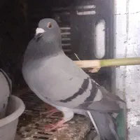 کبوتر پلاکی|پرنده|خان ببین, |دیوار