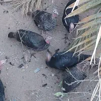 بوقلمون|حیوانات مزرعه|بم, |دیوار