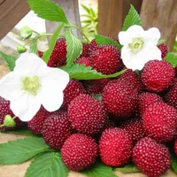 نهال های استوایی، گرمسیری و نیمه گرمسیری|حراج|بندرعباس, |دیوار