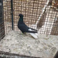 کبوتر رنگی و هفترنگ