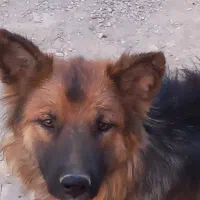 سگ ژرمن
