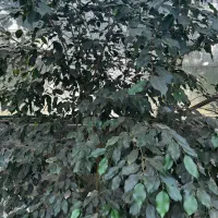 بنجامین بلک|گل و گیاه طبیعی|آمل, |دیوار