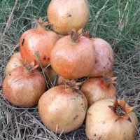 نهال انار شیرین نژاد گل بهشهر|خدمات باغبانی و درختکاری|گرگان, |دیوار