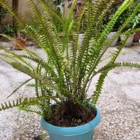 گل طبیعی|گل و گیاه طبیعی|رشت, حمیدیان|دیوار