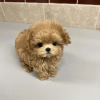 توله مالتیپوعه عروسکی|سگ|تهران, جنت‌آباد مرکزی|دیوار