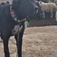 سگ گله|سگ|تیران, |دیوار