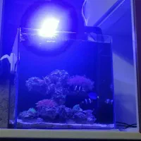 آب شور آبشور بلوتانک دلقک کلارکی شقایق پلیپ ریف