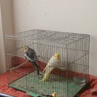 قفس