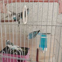 مرغ عشق|پرنده|شیراز, بهارستان|دیوار