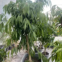 درختچه ی آمستل ۵ ساله