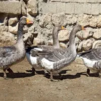 فروش غازواردک.