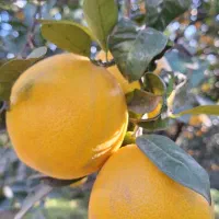 پرتقال تامسون فروشی