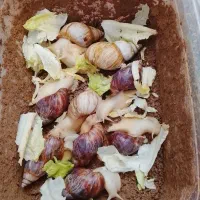 حلزون آلبینو و آچیلا|خزنده|قزوین, |دیوار