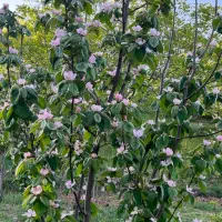 فروش باغ ثمری