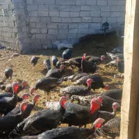 بوقلمون|حیوانات مزرعه|مشگین شهر, |دیوار