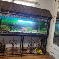 فروش یک آکواریوم 1/80*1/90 با ماهی بزرگ