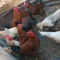 خروس بزرگ|حیوانات مزرعه|گوآور, |دیوار