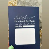 توله سگ پامرین نر خرسی نژاد اصیل
