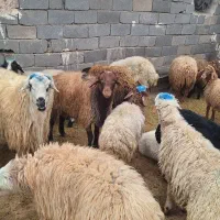 گوسفند|حیوانات مزرعه|کرج, کیانمهر|دیوار