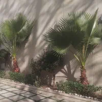 باغبانی سمپاشی گل آپارتمانی گلکاری هرس کردن|خدمات باغبانی و درختکاری|تهران, سید خندان (جلفا)|دیوار