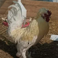 2تاخروس و4 تا مرغ سلطان