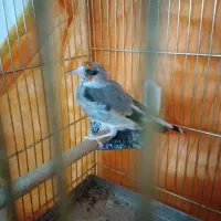 سهره ماده