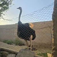 شترمرغ مولد نر ۴سال تخمی وگوشتی|حیوانات مزرعه|کرمان, |دیوار