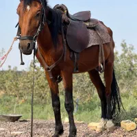 اسب نریان یال دم سیاه تک خال