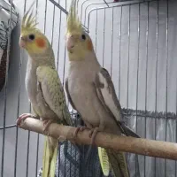 طوطی عروس فروشی است.