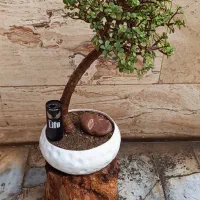 گیاه طبیعی آپارتمانی بنسای