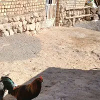 خروس و بوقلمو|حیوانات مزرعه|نورآباد, |دیوار