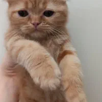 بچه گربه|گربه|تبریز, |دیوار