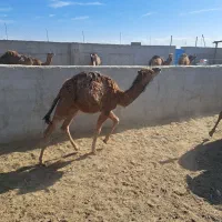 هاشی نر و ماده|حیوانات مزرعه|بافق, |دیوار