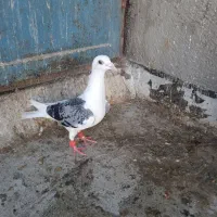 کبوتر رنگی|پرنده|نگین شهر, |دیوار