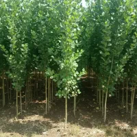 نهال صنوبر صنعتی سریع‌ترین مسیر به درآمد