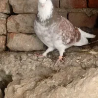 کبوتر شکارشده|پرنده|محمدبار, |دیوار