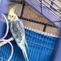عروس هلندی نر بالغ