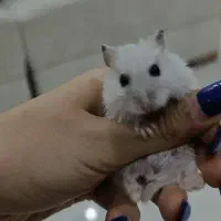 همستر کمپل سفید