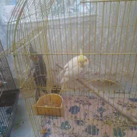 عروس هلندی نر ماده یکساله