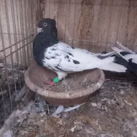 فروش کبوتر