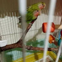 طوطی برزیلی